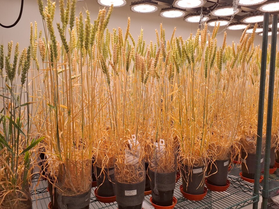 Wheat given a biostimulant derived from farmed sugar kelp showed a 24% increase in grain yield and a 45% increase in grain number.