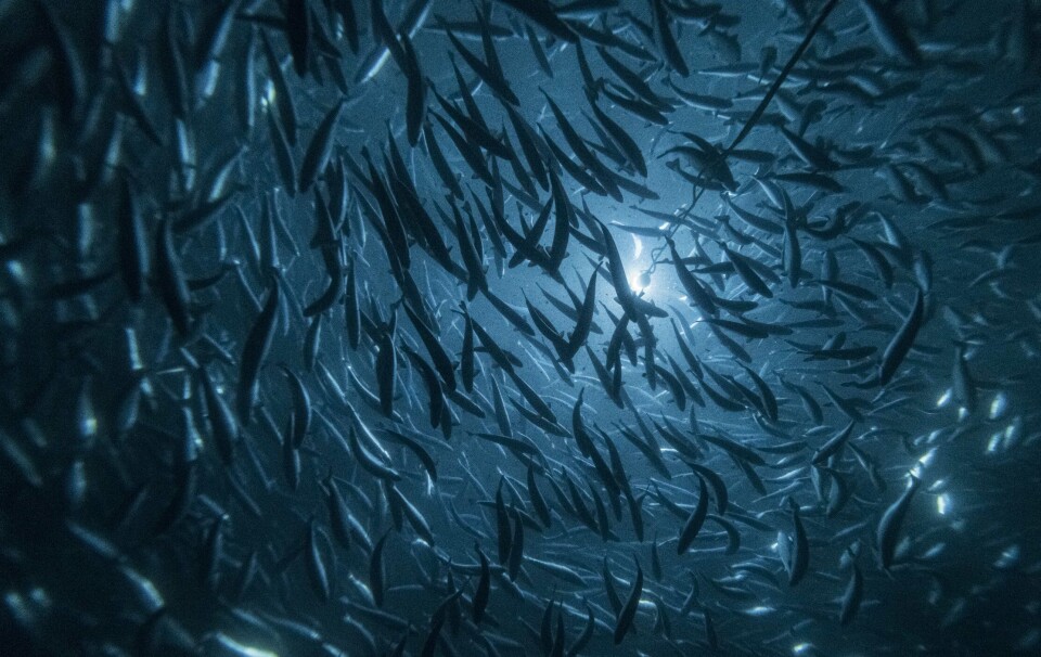Andfjord Salmon expands its collaboration with Clarify