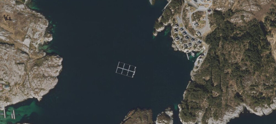 Svært høy dødelighet: – Alvorlig, sier Mattilsynet