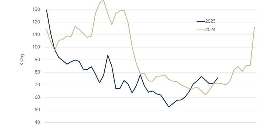 The Norwegian salmon spot price is jumping up