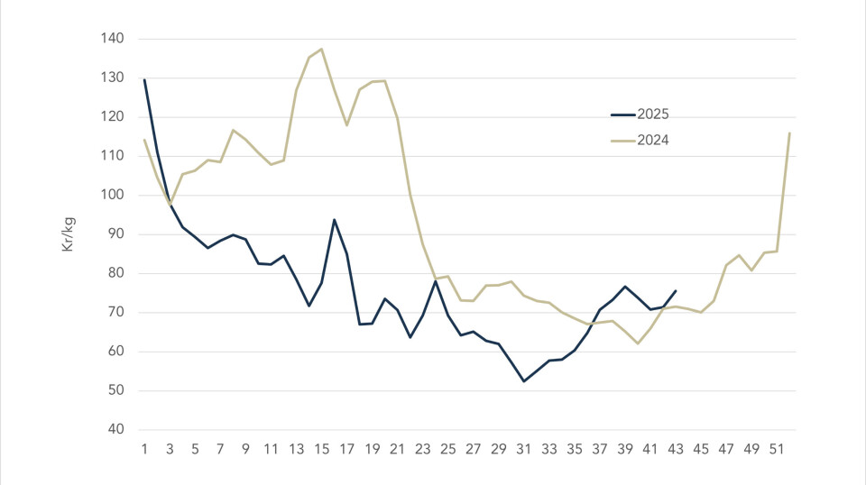 The spot price of Norwegian salmon in 2025 (blue line) and 2024 (grey line).
