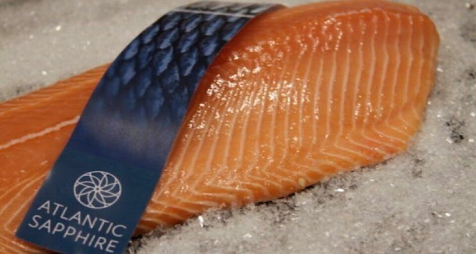 Atlantic Sapphire has resumed normal production of salmon in Florida, it said overnight. Photo: Atlantic Sapphire.