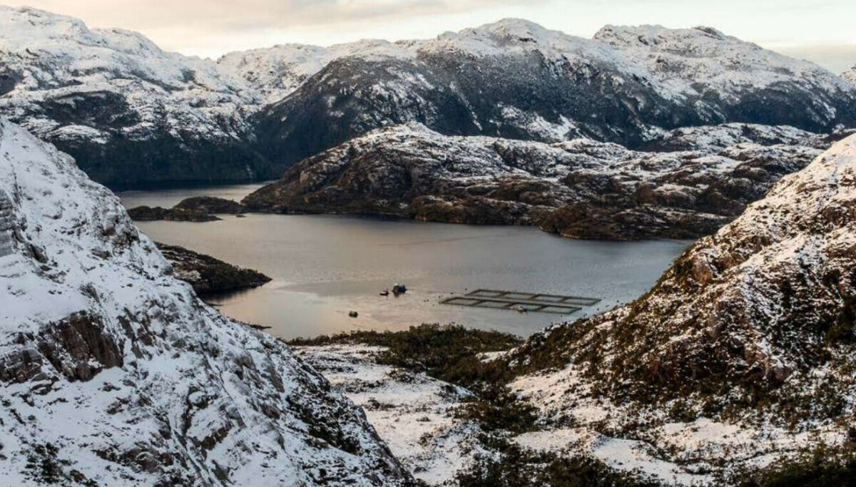 Positive financial analysis for Chilean salmon farming companies Positive financial analysis for Chilean salmon farming companies