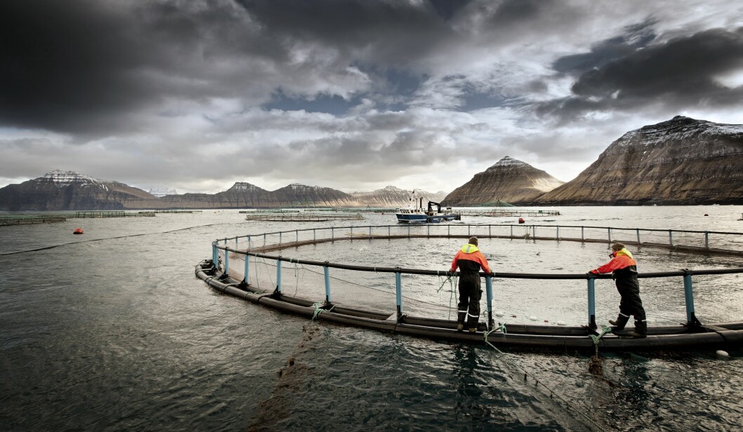 A Bakkafrost site in the Faroes. The company has helped develop a salmon module for DSM's Sustell service. File photo: Bakkafrost.