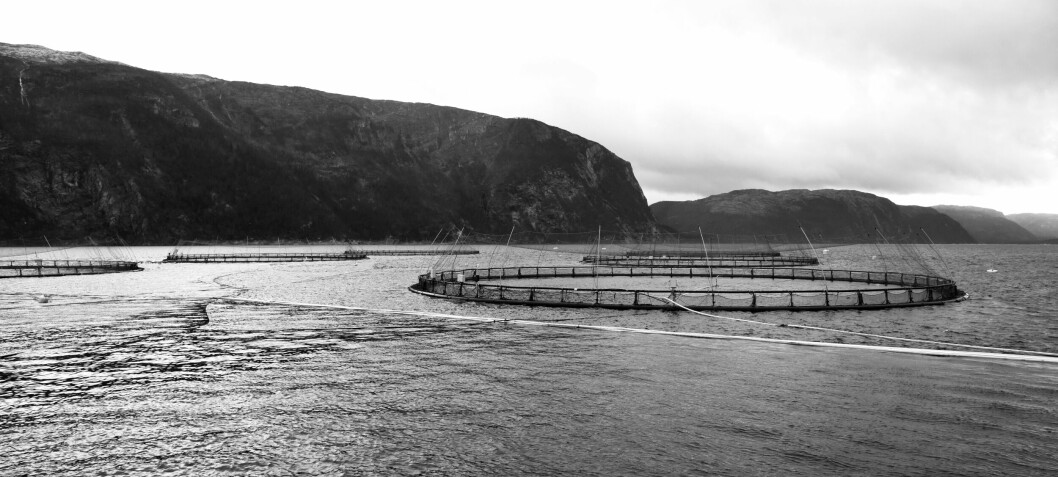 49,000 salmon escape from Norwegian farm