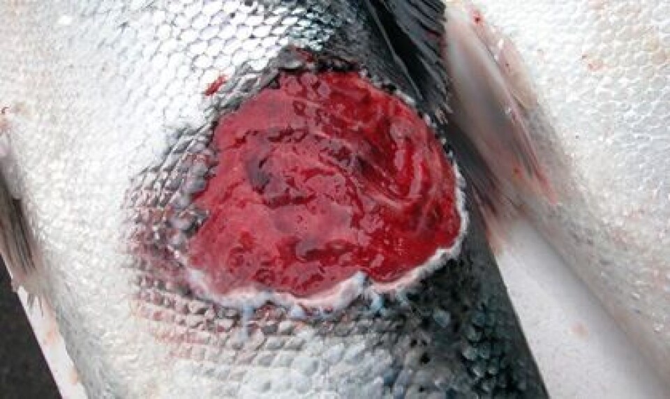 Disease outbreaks casued by T. dicentrarchi has been described for the first time in Norway. The disease can cause major wounds and mortality. Photo: MSD.