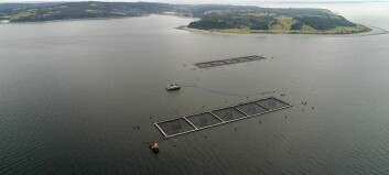 Up to 800,000 fish escape as storm wrecks Marine Harvest farm in Chile