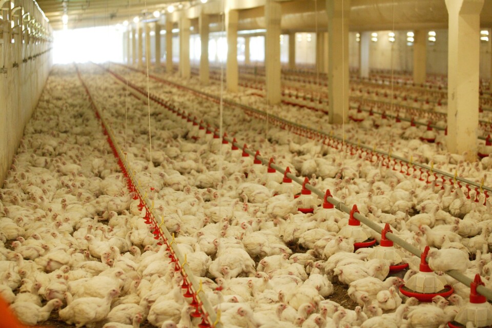 US researchers found chicken to be more efficient than salmon at converting feed to edible protein, using a different evaluation method. Photo: Wikipedia