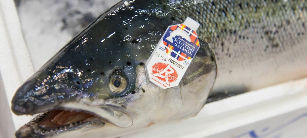 Scottish salmon exports down by 20.1%
