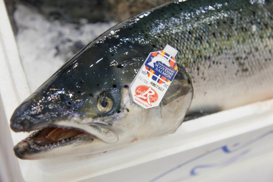 France was the largest EU customer, importing nearly 24,000 tonnes of Scottish salmon worth £165m. Photo: SSPO.