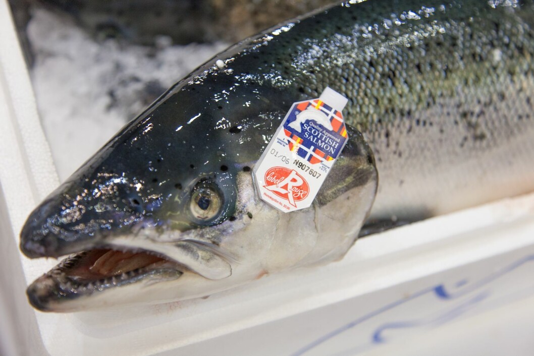 France was the largest EU customer, importing nearly 24,000 tonnes of Scottish salmon worth £165m. Photo: SSPO. France was the largest EU customer, importing nearly 24,000 tonnes of Scottish salmon worth £165m. Photo: SSPO.