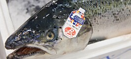 Scottish salmon exports down by 20.1%