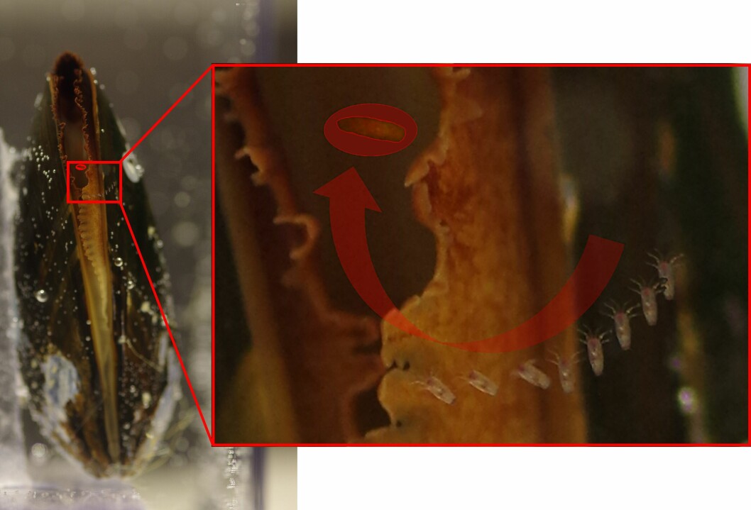 The image on the right is constructed from nine images, and shows the stages of a mussel catching a nauplius larvae. This nauplius larva did not jump away, but was sucked straight into the mussel (last seen: marked with red ring). The whole course of events took less than a second. There is a tenth of a second between each image.