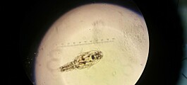 Algae-based feed shown to deter salmon lice