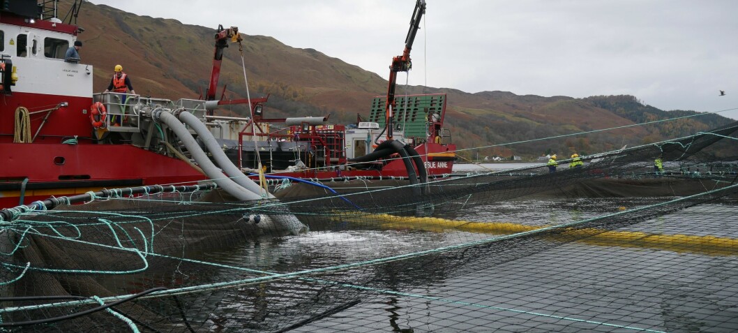 Scotland salmon farm lice average fell in 2020