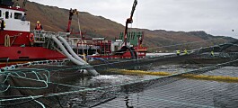 Scotland salmon farm lice average fell in 2020