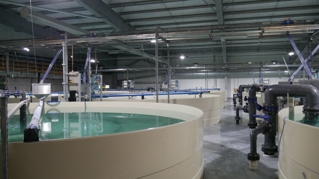 Fry tanks at Inchmore. Staff were able to save small fish but lost 500,000 smolts when an oxygen delivery system failed. Photo: FFE Fry tanks at Inchmore. Staff were able to save small fish but lost 500,000 smolts when an oxygen delivery system failed. Photo: FFE