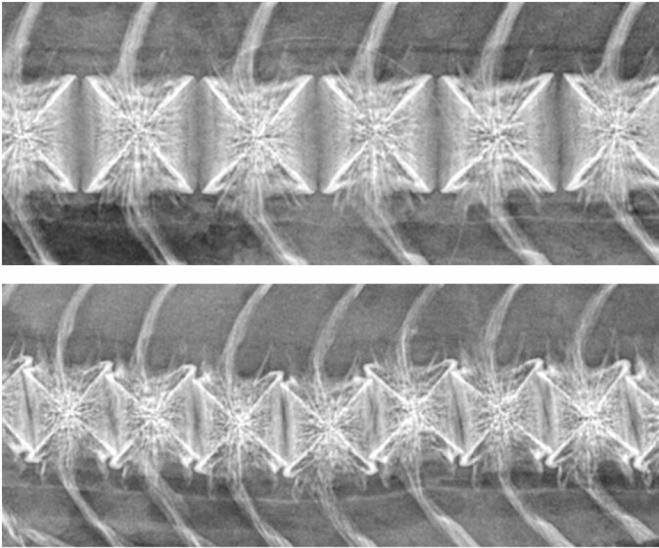 The X-ray image at the top shows a normal spine for salmon, while the image at the bottom shows a salmon with cross-stitch deformities. Photo: Grete Bæverfjord, Nofima.