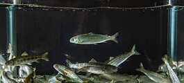 PD vaccines linked to salmon deformity