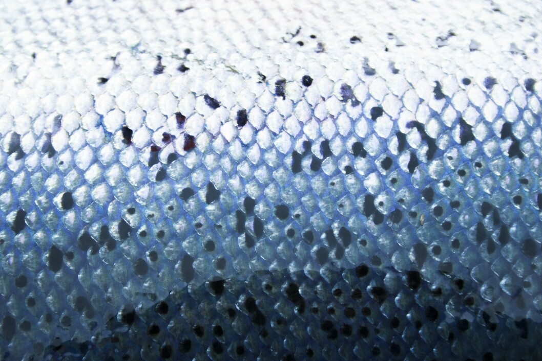 A four-year AquaGen-led project aims to produce salmon with more robust skin health. Photo: AquaGen