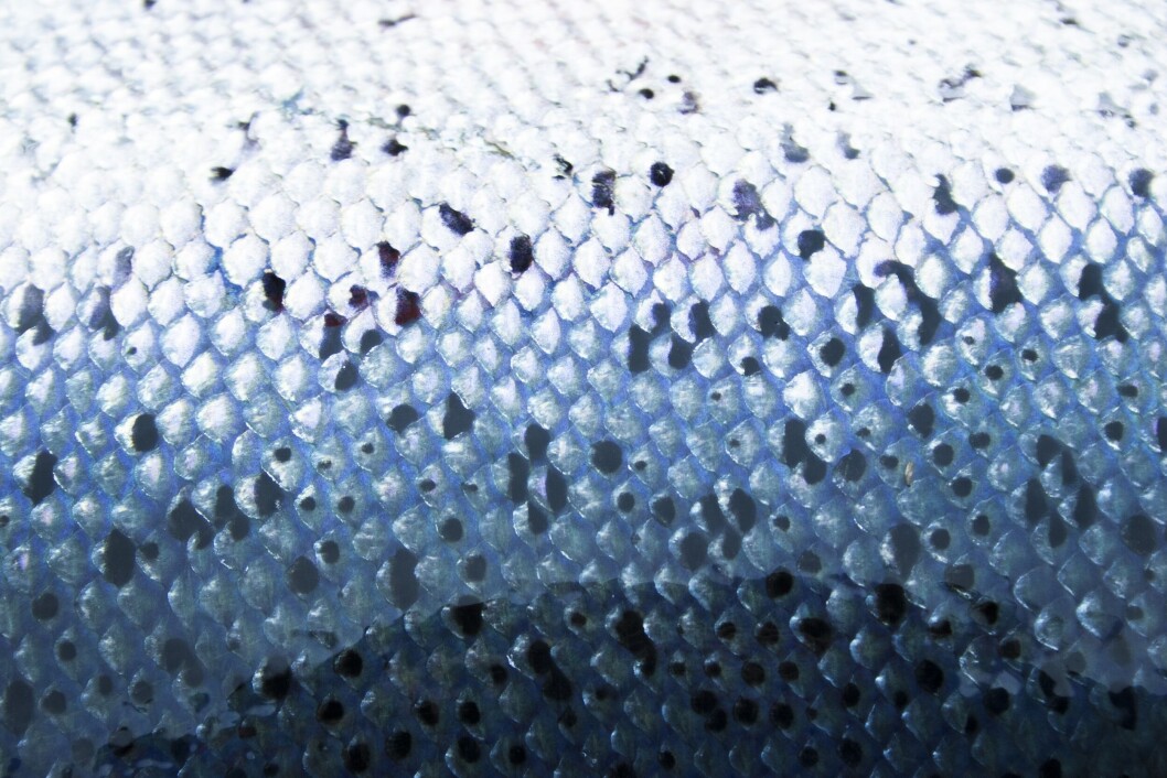 A four-year AquaGen-led project aims to produce salmon with more robust skin health. Photo: AquaGen A four-year AquaGen-led project aims to produce salmon with more robust skin health. Photo: AquaGen