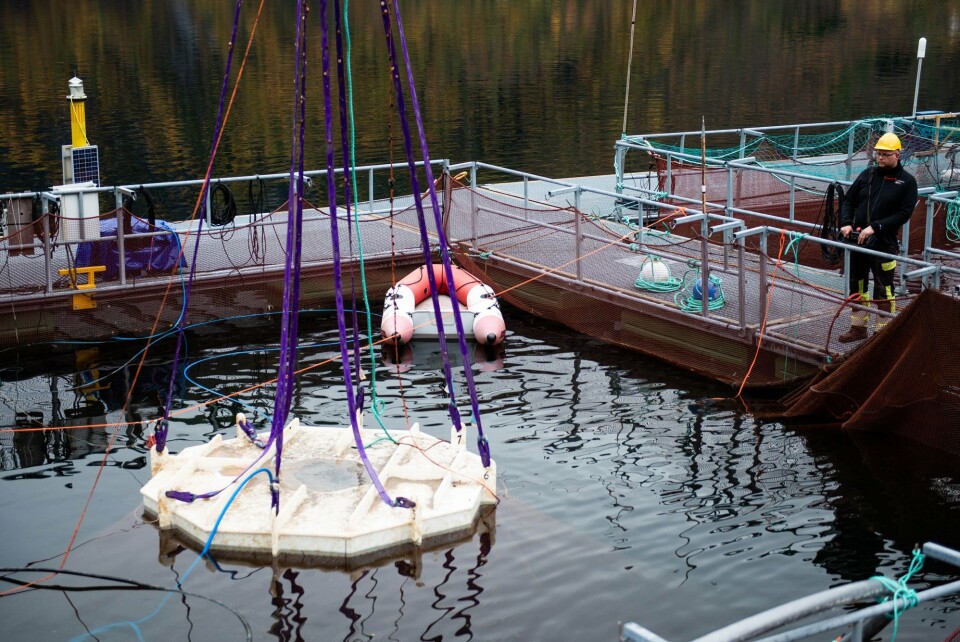 The dome cage is raised to the surface so that the researchers can count lice on the fish. Photo: Christine Fagerbakke / Institute of Marine Research.