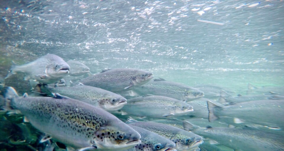 'After a large infestation of lice in salmon in the surface cages in the winter, the submerged fish had 93% fewer salmon lice than the control fish,' said IMR researcher Frode Oppedal. Photo: Frode Oppedal.