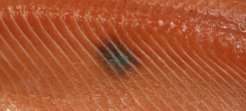 PRV ‘probably linked to black spots’ in salmon