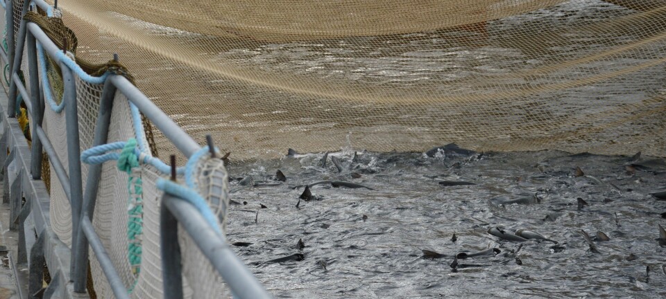 Nå får oppdretterne nye verktøy