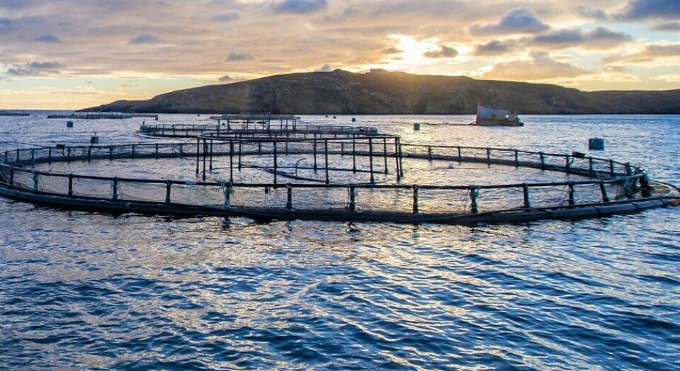 A Mowi farm in Scotland. The company has attracted significant investment from a billionaire Belgian family.