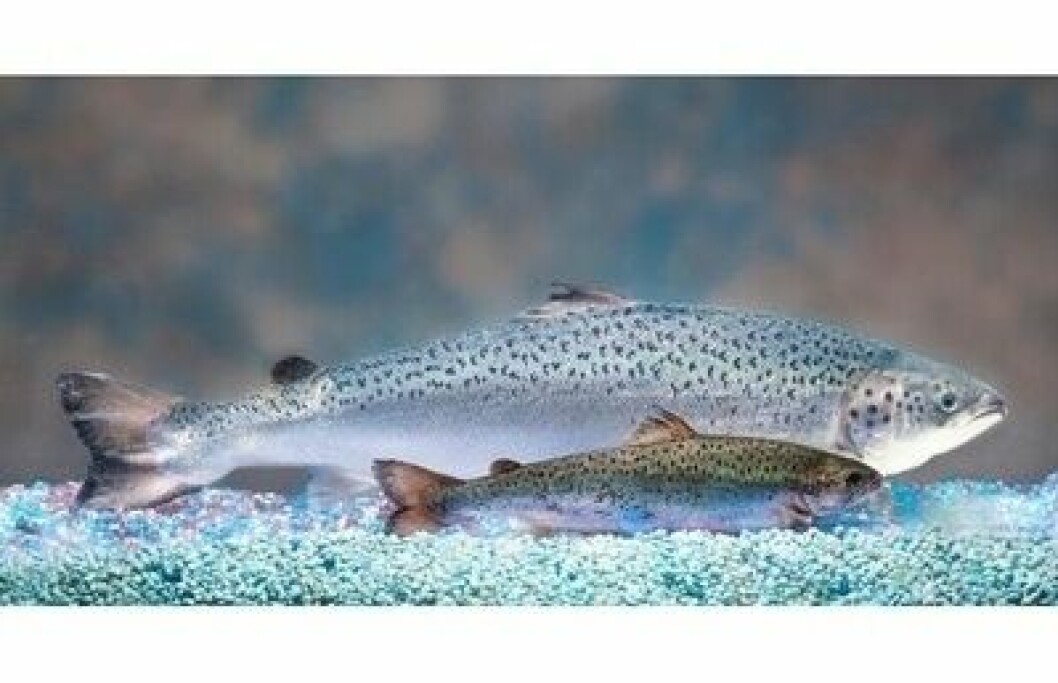 AquaBounty's GM salmon grow more quickly than conventional fish during early life stages. Photo: AquaBounty.