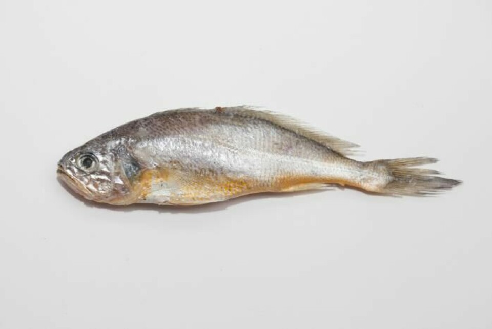 Yellow corvina (Larimichthys polyactis) will be farmed in the SSFF.