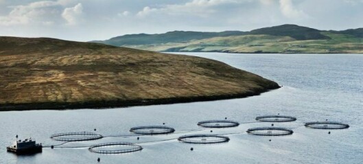 Better smolts boost salmon survival for Grieg Shetland