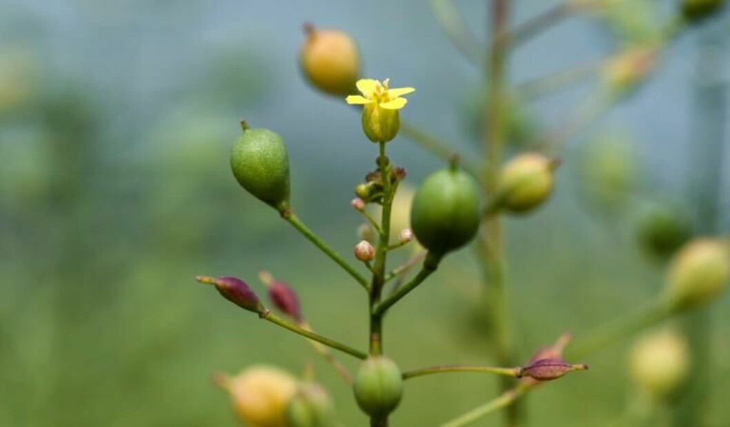 GM camelina has proved reliable when grown in different conditions on the UK, Canada and the US.