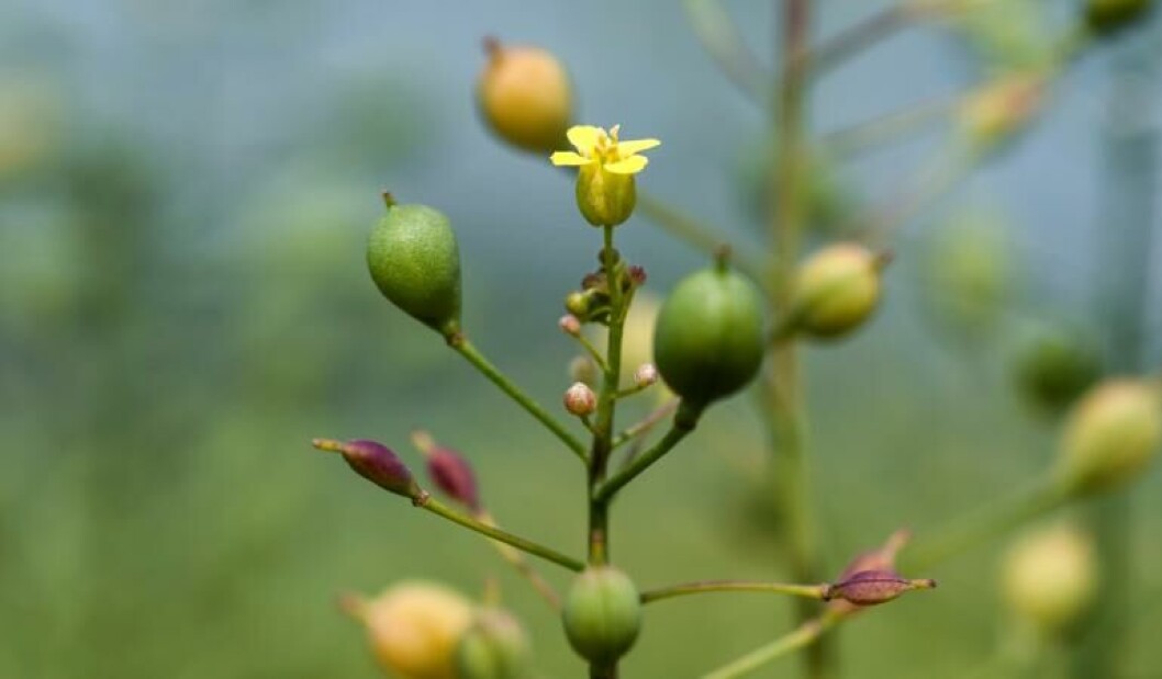 GM camelina has proved reliable when grown in different conditions on the UK, Canada and the US. GM camelina has proved reliable when grown in different conditions on the UK, Canada and the US.