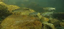 Anglers back salmon tracking project after critic's attack