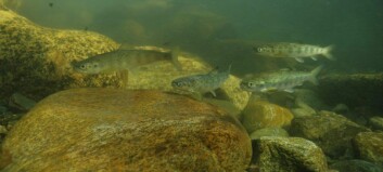 Study links escaped salmon to reduction in wild smolts