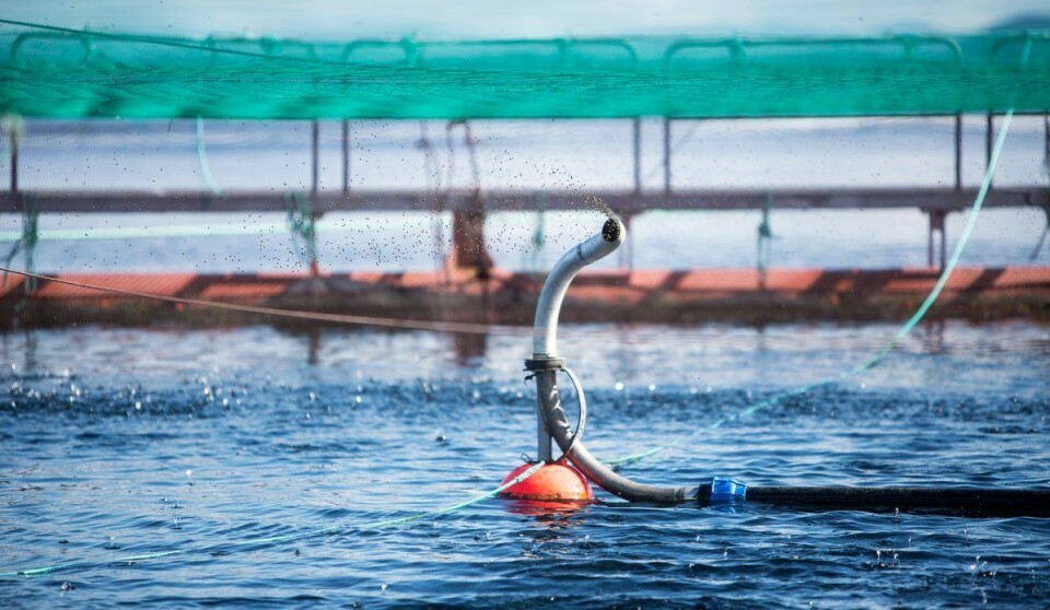 Salmon that have fasted eat much more when they are fed again. In a research project, the consequences of such a strategy have been examined more closely.