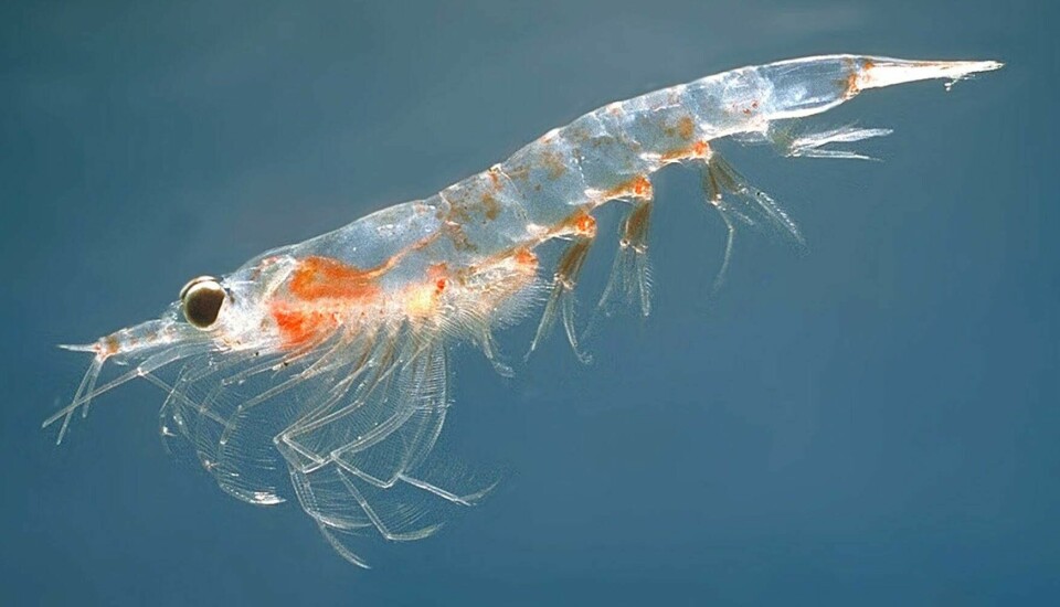 Aker BioMarine harvests krill in the Antarctic.