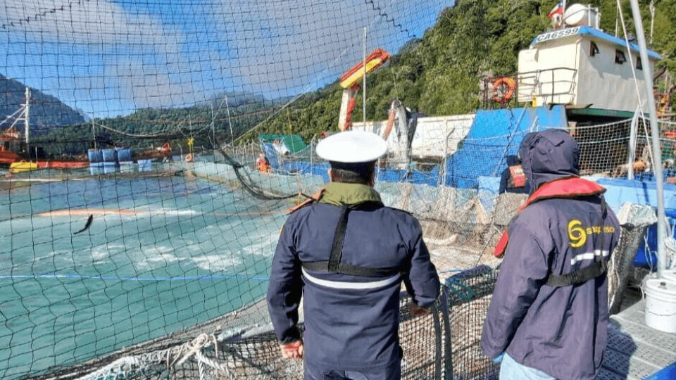 Officers from Chilean aquaculture agency Sernapesca are supervising work at salmon farms affected by HABs. Photo: Sernapesca.