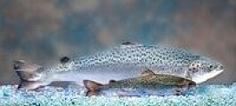 AquaBounty in Chinese talks in bid to fast-track transgenic salmon production