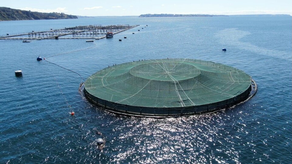 Salmon grown in the 40-metre diameter (126m circumference) EcoSea submersible cage grew more quickly. Photo: EcoSea.