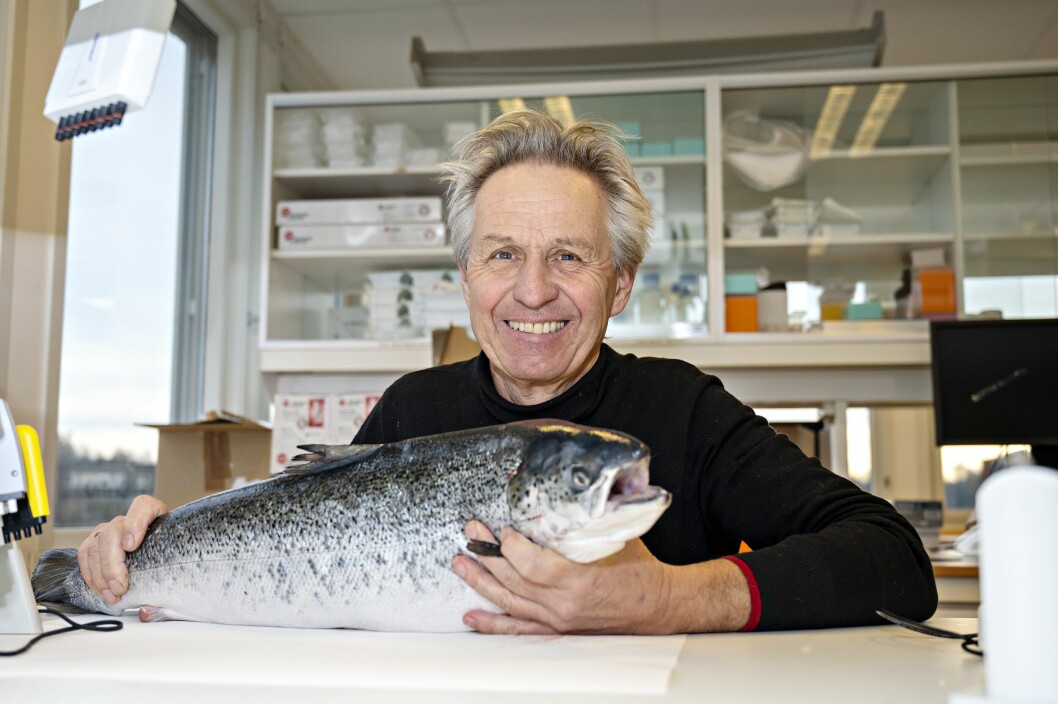 Senior researchers Øivind Andersen, pictured, and Helge Tveiten have investigated how well salmon sterilised with the Nofima method have managed through life compared to fertile farmed salmon. Photo: Nofima.
