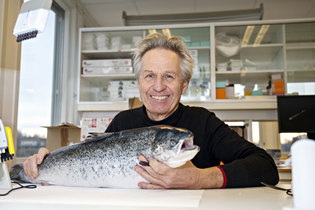Senior researchers Øivind Andersen, pictured, and Helge Tveiten have investigated how well salmon sterilised with the Nofima method have managed through life compared to fertile farmed salmon. Photo: Nofima. Senior researchers Øivind Andersen, pictured, and Helge Tveiten have investigated how well salmon sterilised with the Nofima method have managed through life compared to fertile farmed salmon. Photo: Nofima.