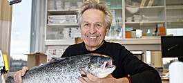 Sterilised salmon 'perform just as well as fertile fish'