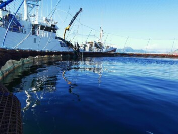 Norcod has stocked a new generation of fish to be harvested in Q3 next year. Photo: Norcod.