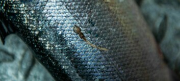 Female lice more attached to their fish, shows study
