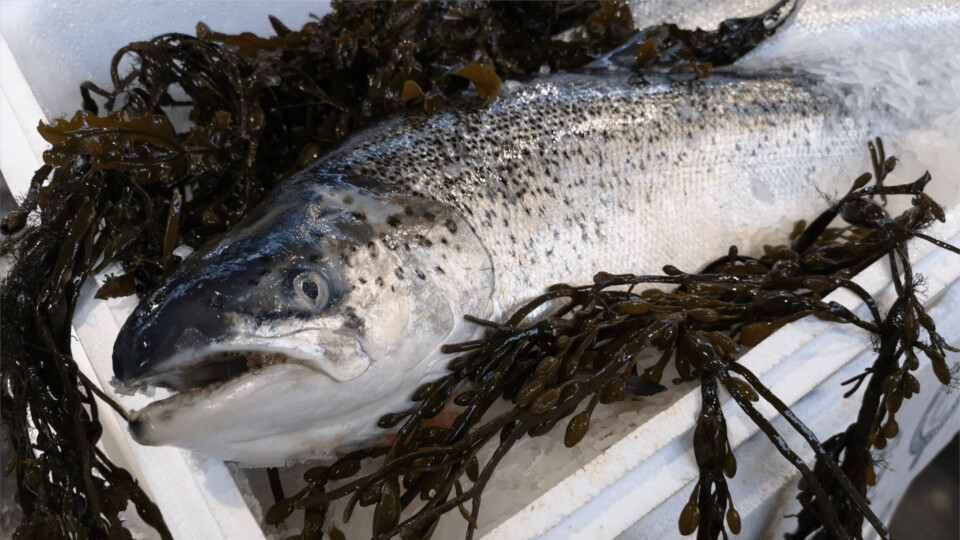 The impact of Covid-19 meants that the amount of Scottish salmon exported last year fell by more than 22,000 tonnes. Photo: SSPO.