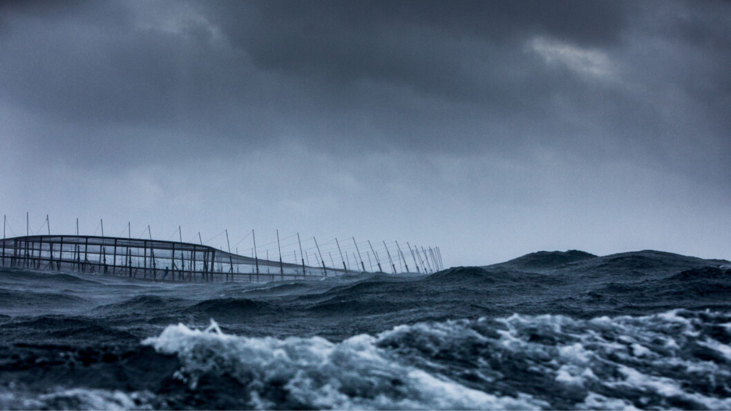 Huon's Fortress Pens are designed to keep seals out and fish in at high energy sites such as Storm Bay. Photo: Huon Aquaculture. Huon's Fortress Pens are designed to keep seals out and fish in at high energy sites such as Storm Bay. Photo: Huon Aquaculture.