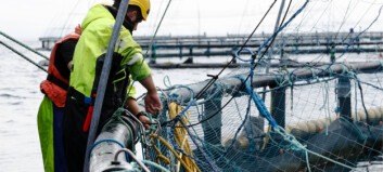Holyrood probes lockdown impact on aquaculture